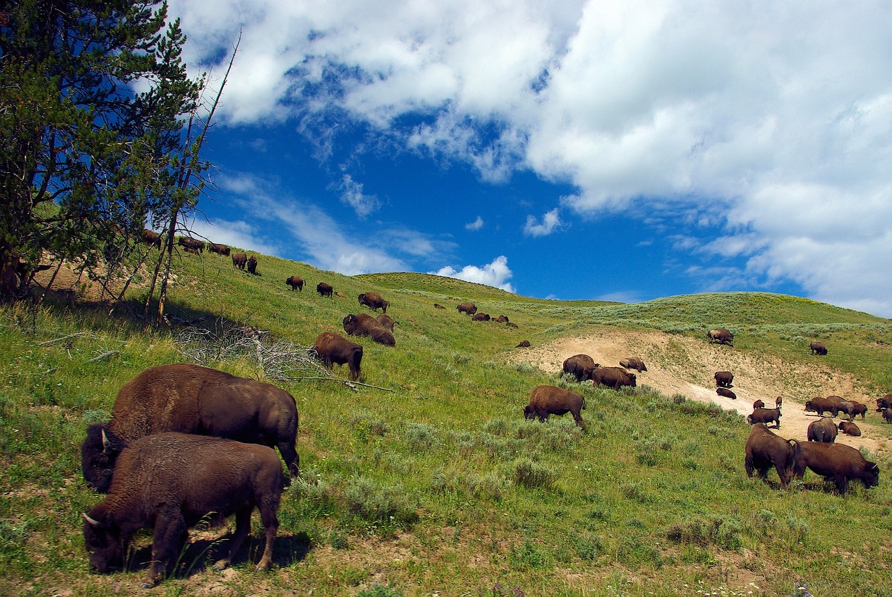 The Ultimate Guide to Wildlife Viewing in Yellowstone